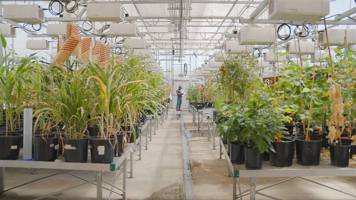 Plants at Texas Tech