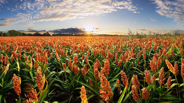 grain sorghum field