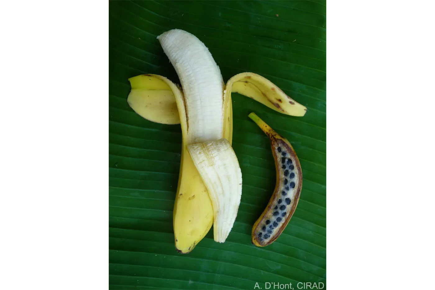 Banana - variety