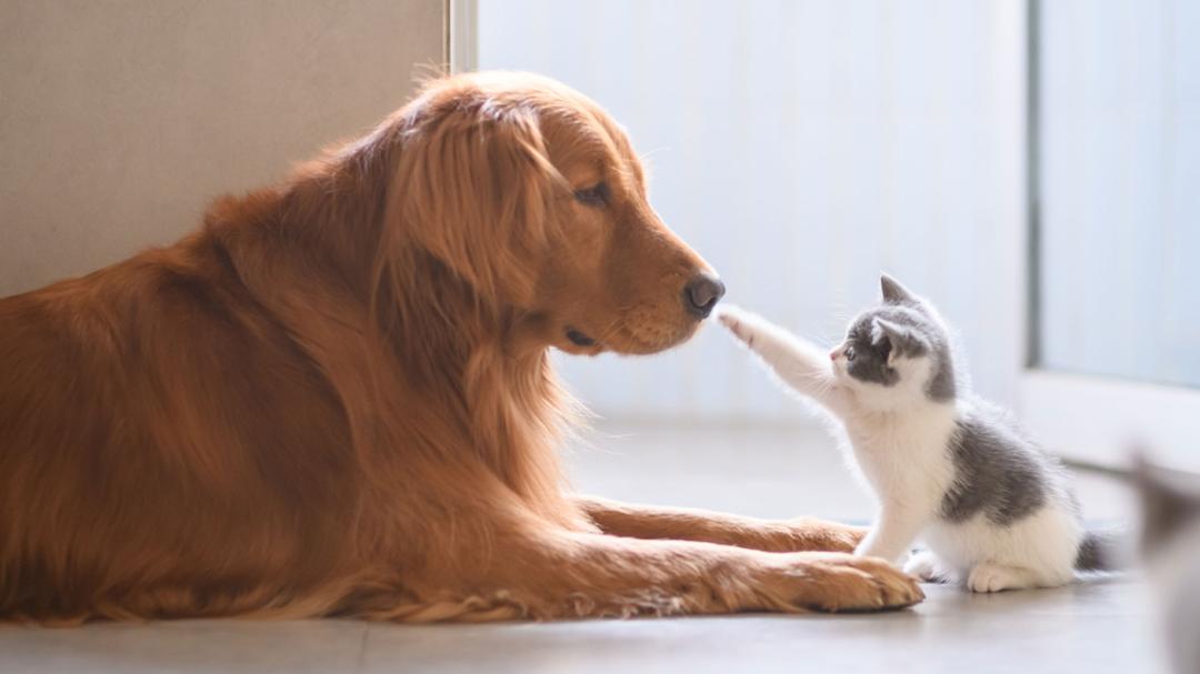 Texas Tech Clinic Offers Behavioral Training for Companion Animals