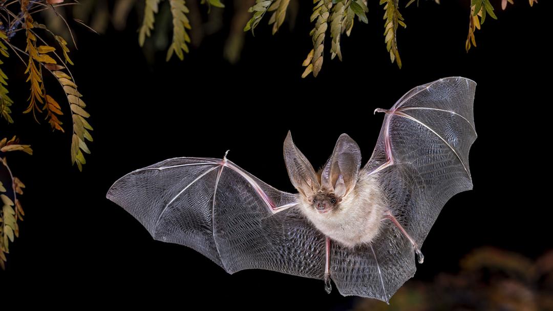 Texas Tech Researchers Help Identify True Origin of Bats