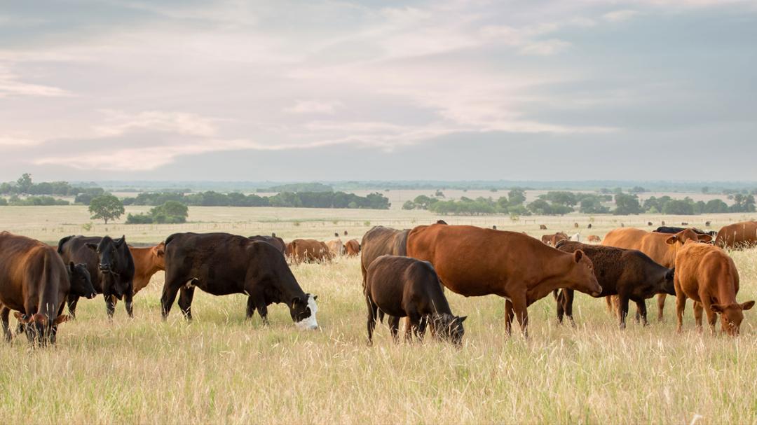 Texas Tech Earns $1.6 Million Environmental Protection Agency Grant