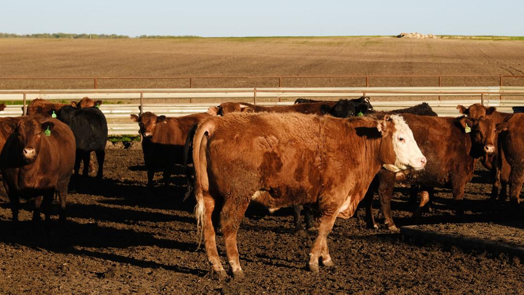 Grant to Help Texas Tech Improve Veterinary Services in Rural and Regional Areas